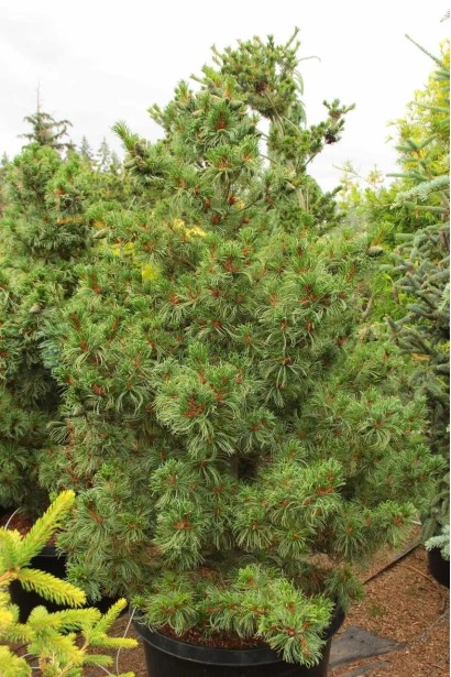 Висота сосни дрібноквіткової Бергман